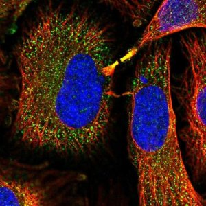 Anti-GSTM1 antibody produced in rabbit 