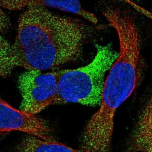 Anti-GTDC1 antibody produced in rabbit HPA036694-100UL