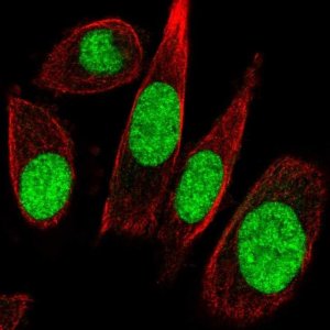 Anti-GTF2E1 antibody produced in rabbit 