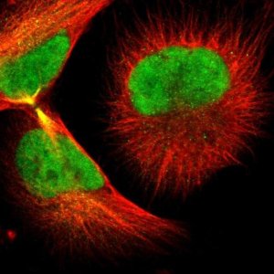 Anti-GTF2F2 antibody produced in rabbit 