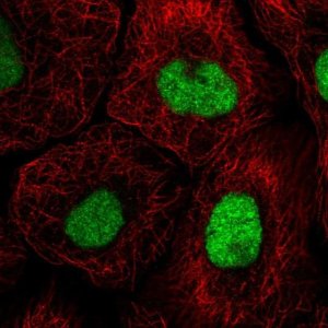 Anti-GTF3C4 antibody produced in rabbit 