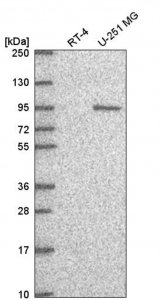 Anti-GTF3C4 antibody produced in rabbit 