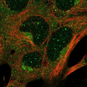Anti-GTPBP1 antibody produced in rabbit 