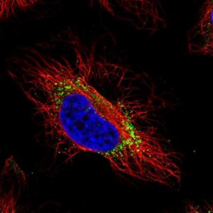 Anti-GTPBP2 antibody produced in rabbit 
