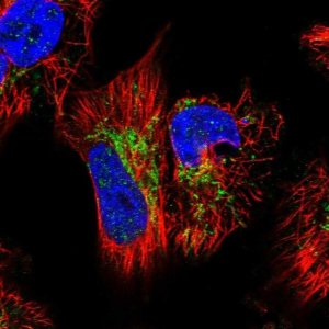 Anti-GTPBP3 antibody produced in rabbit 