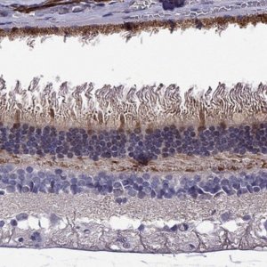 Anti-GUCA1B antibody produced in rabbit HPA055479-100UL