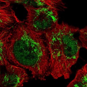 Anti-GUF1 antibody produced in rabbit HPA024222-100UL
