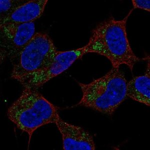 Anti-GVQW1 antibody produced in rabbit 