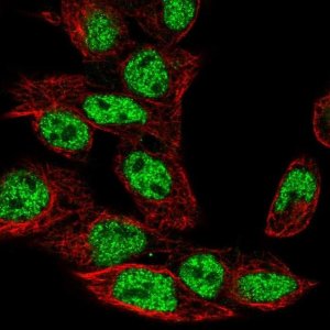 Anti-GXYLT2 antibody produced in rabbit 