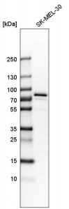 Anti-GYG2 antibody produced in rabbit 