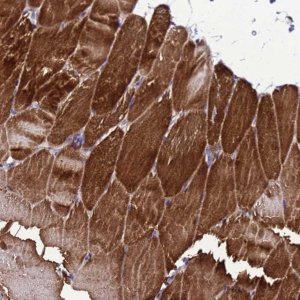 Anti-GZF1 antibody produced in rabbit 