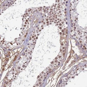 Anti-H1FNT antibody produced in rabbit 