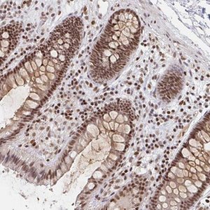 Anti-H1FX antibody produced in rabbit 