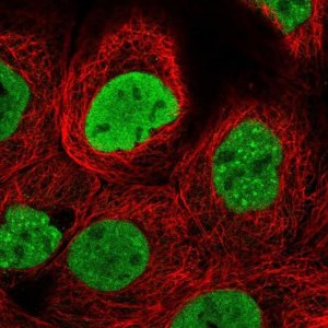 Anti-H2AFX antibody produced in rabbit HPA051647-100UL