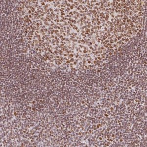 Anti-H2AFZ antibody produced in rabbit 