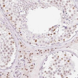 Anti-H2BFWT antibody produced in rabbit 