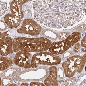 Anti-HAGH antibody produced in rabbit 