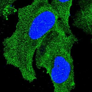 Anti-HAPLN3 antibody produced in rabbit 