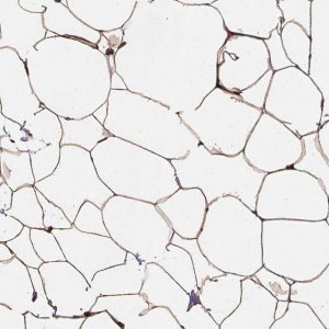 Anti-HAS1 antibody produced in rabbit 