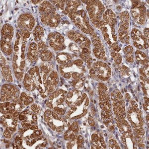 Anti-HAUS2 antibody produced in rabbit 