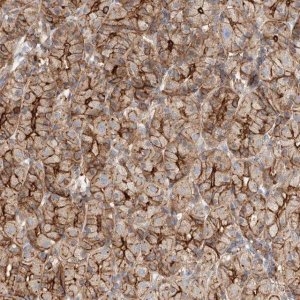 Anti-HAUS4 antibody produced in rabbit HPA029803-100UL