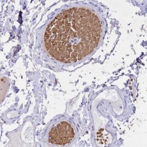Anti-HBA1 antibody produced in rabbit HPA043780-100UL
