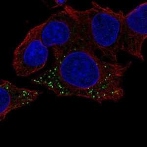 Anti-HBB antibody produced in rabbit 