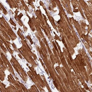Anti-HBEGF antibody produced in rabbit 