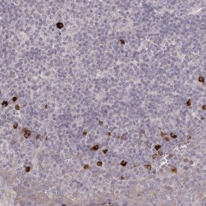 Anti-HCAR2 antibody produced in rabbit 