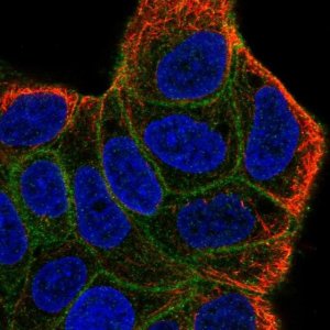 Anti-HCAR2 antibody produced in rabbit 