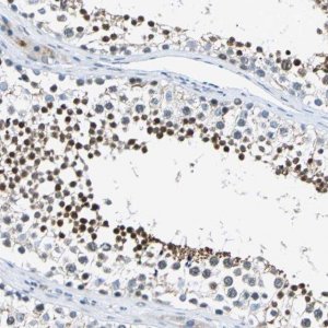 Anti-HCFC2 antibody produced in rabbit HPA006227-100UL