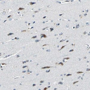 Anti-HCFC2 antibody produced in rabbit HPA006227-100UL