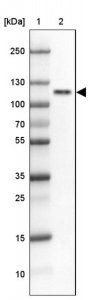 Anti-HCN1 antibody produced in rabbit 
