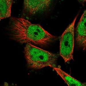 Anti-HDAC3 antibody produced in rabbit 