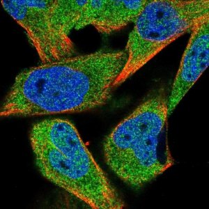 Anti-HDAC4 antibody produced in rabbit 