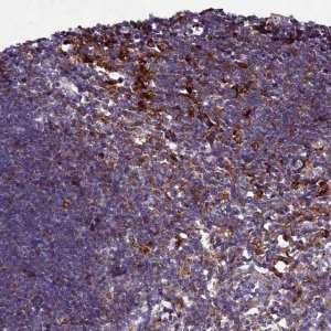 Anti-HDC antibody produced in rabbit 