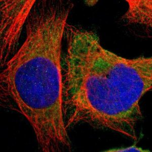 Anti-HDLBP antibody produced in rabbit 