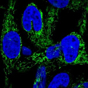 Anti-HEATR6 antibody produced in rabbit 