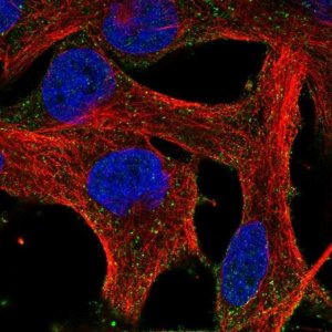 Anti-HEBP1 antibody produced in rabbit 