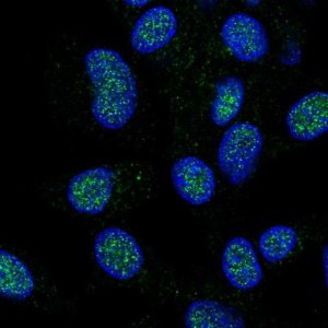 Anti-HECTD1 antibody produced in rabbit 