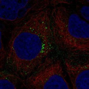 Anti-HEG1 antibody produced in rabbit 