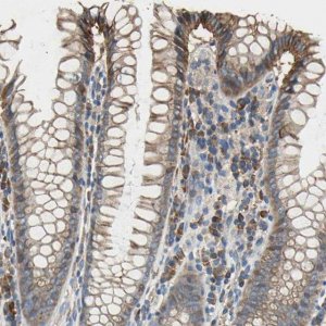 Anti-HEPH antibody produced in rabbit 
