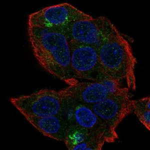 Anti-HEPN1 antibody produced in rabbit 