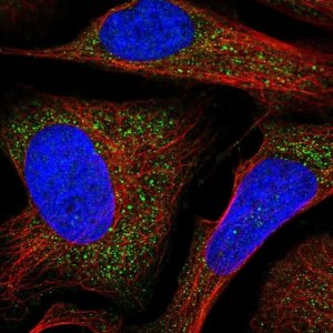Anti-HERC2 antibody produced in rabbit 