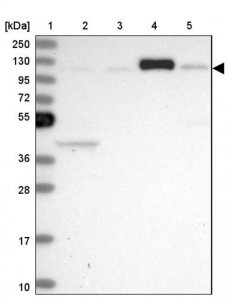 Anti-HERC3 antibody produced in rabbit 