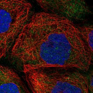 Anti-HERC4 antibody produced in rabbit 