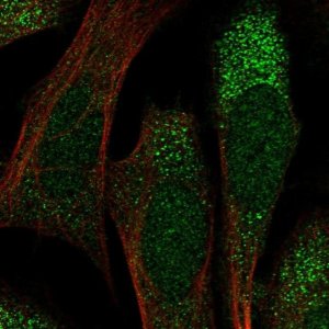 Anti-HERC6 antibody produced in rabbit 