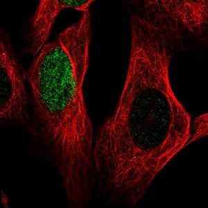 Anti-HES1 antibody produced in rabbit 