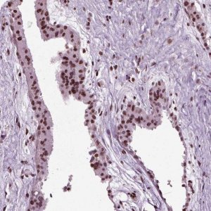 Anti-HEYL antibody produced in rabbit 