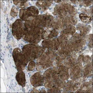 Anti-HFE2 antibody produced in rabbit HPA014472-100UL